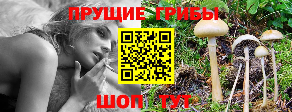 Галлюциногенные грибы Psilocybine cubensis Видное