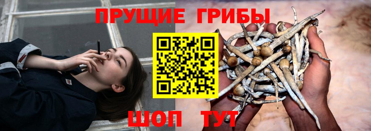 Видное  Псилоцибиновые грибы GOLDEN TEACHER  Вход с VPN 